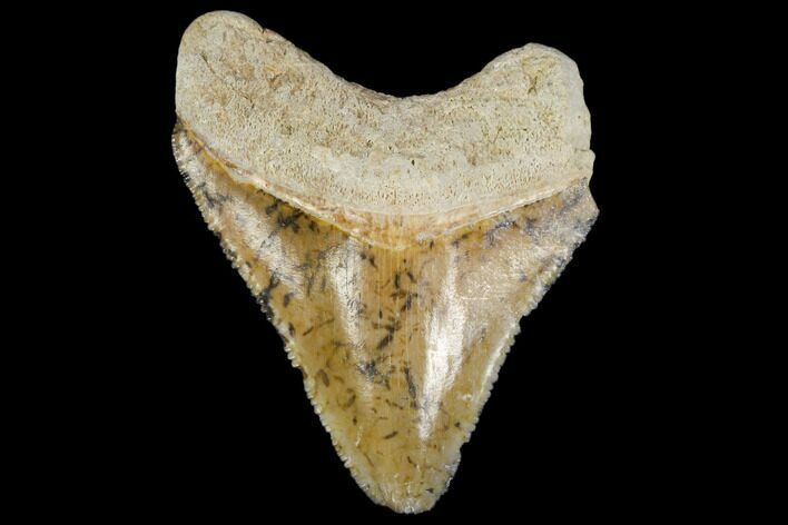 Serrated, Fossil Megalodon Tooth - Florida #114091